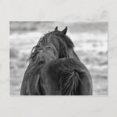 McCullough Peaks Wild Horses Briefkaart (Voorkant)