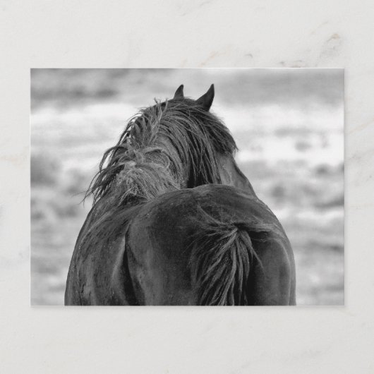 McCullough Peaks Wild Horses Briefkaart (Voorkant)