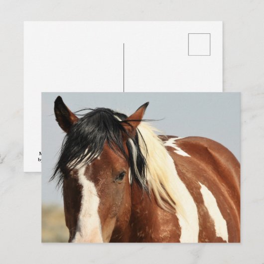 McCullough Peaks Wild Horses Briefkaart (Voorkant / Achterkant)