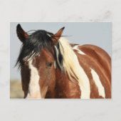 McCullough Peaks Wild Horses Briefkaart (Voorkant)