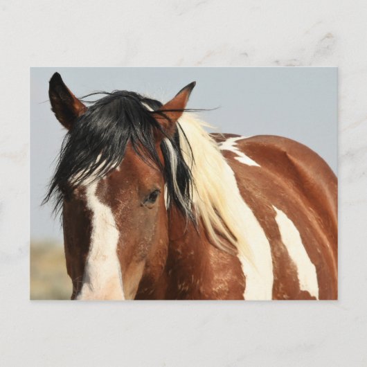 McCullough Peaks Wild Horses Briefkaart (Voorkant)