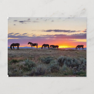 McCullough Peaks Wild Horses Briefkaart