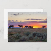 McCullough Peaks Wild Horses Briefkaart (Voorkant / Achterkant)