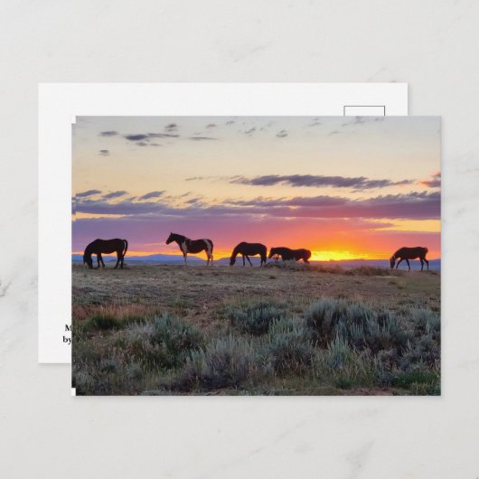 McCullough Peaks Wild Horses Briefkaart (Voorkant / Achterkant)
