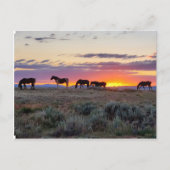 McCullough Peaks Wild Horses Briefkaart (Voorkant)