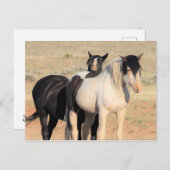 McCullough Peaks Wild Horses Briefkaart (Voorkant / Achterkant)