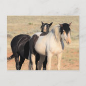 McCullough Peaks Wild Horses Briefkaart (Voorkant)