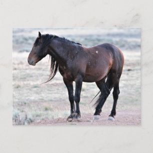 McCullough Peaks Wild Horses Briefkaart