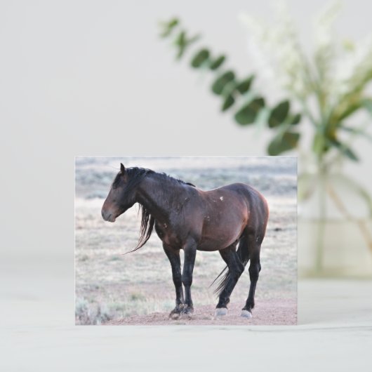 McCullough Peaks Wild Horses Briefkaart (Staand voorkant)