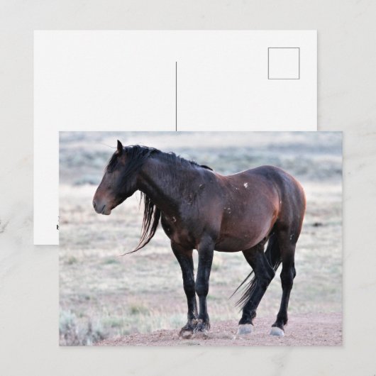 McCullough Peaks Wild Horses Briefkaart (Voorkant / Achterkant)