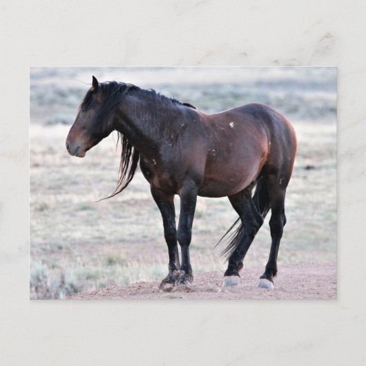 McCullough Peaks Wild Horses Briefkaart (Voorkant)