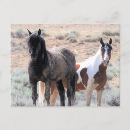 McCullough Peaks Wild Horses Briefkaart