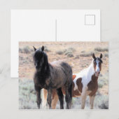 McCullough Peaks Wild Horses Briefkaart (Voorkant / Achterkant)