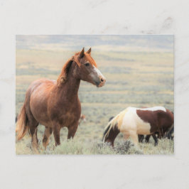 McCullough Peaks Wild Horses Briefkaart