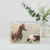 McCullough Peaks Wild Horses Briefkaart (Staand voorkant)