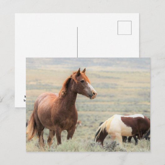 McCullough Peaks Wild Horses Briefkaart (Voorkant / Achterkant)