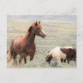 McCullough Peaks Wild Horses Briefkaart (Voorkant)