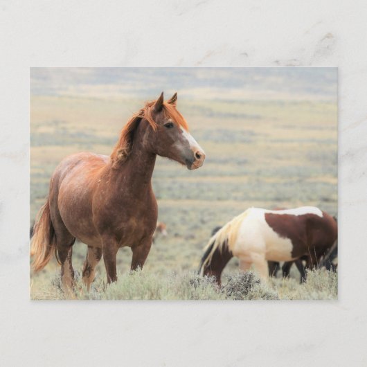 McCullough Peaks Wild Horses Briefkaart (Voorkant)