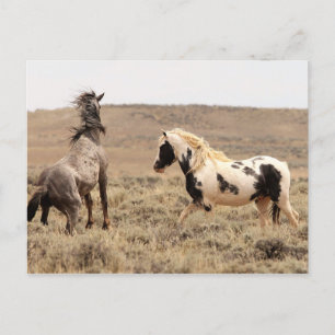 McCullough Peaks Wild Horses Briefkaart