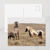 McCullough Peaks Wild Horses Briefkaart (Voorkant / Achterkant)