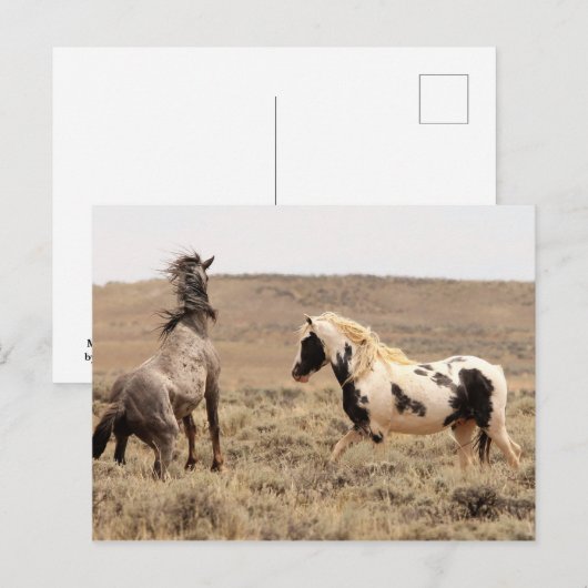 McCullough Peaks Wild Horses Briefkaart (Voorkant / Achterkant)