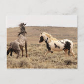 McCullough Peaks Wild Horses Briefkaart (Voorkant)