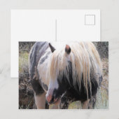 McCullough Peaks Wild Horses Briefkaart (Voorkant / Achterkant)