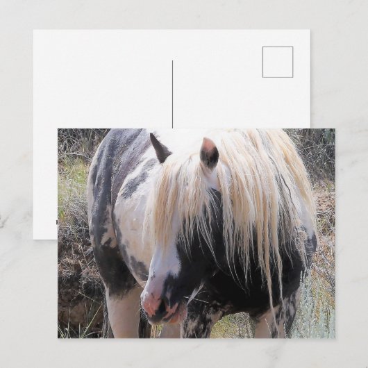 McCullough Peaks Wild Horses Briefkaart (Voorkant / Achterkant)