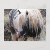McCullough Peaks Wild Horses Briefkaart (Voorkant)