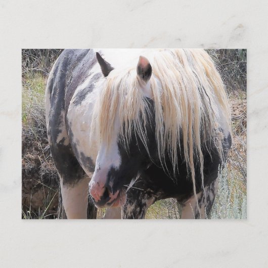 McCullough Peaks Wild Horses Briefkaart (Voorkant)