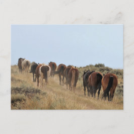McCullough Peaks Wild Horses Briefkaart
