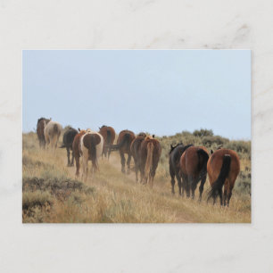 McCullough Peaks Wild Horses Briefkaart