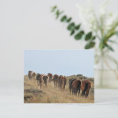 McCullough Peaks Wild Horses Briefkaart (Staand voorkant)