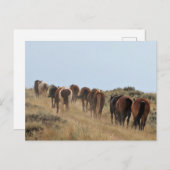 McCullough Peaks Wild Horses Briefkaart (Voorkant / Achterkant)