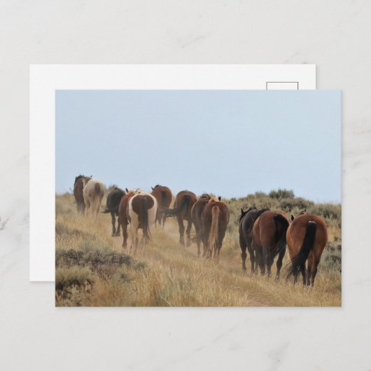 McCullough Peaks Wild Horses Briefkaart (Voorkant / Achterkant)