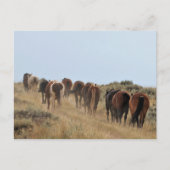 McCullough Peaks Wild Horses Briefkaart (Voorkant)