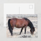 McCullough Peaks Wild Horses Briefkaart (Voorkant / Achterkant)