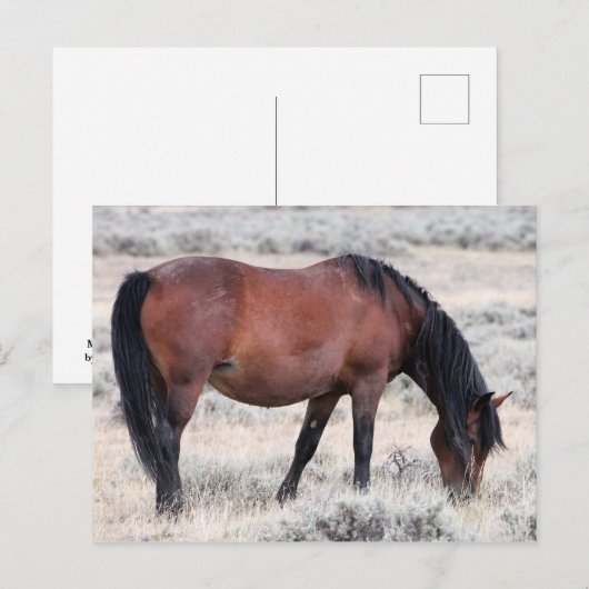 McCullough Peaks Wild Horses Briefkaart (Voorkant / Achterkant)
