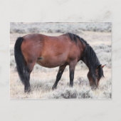 McCullough Peaks Wild Horses Briefkaart (Voorkant)