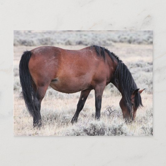 McCullough Peaks Wild Horses Briefkaart (Voorkant)
