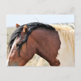 McCullough Peaks Wild Horses Briefkaart