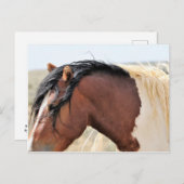 McCullough Peaks Wild Horses Briefkaart (Voorkant / Achterkant)