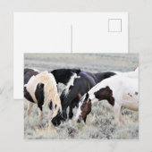 McCullough Peaks Wild Horses Briefkaart (Voorkant / Achterkant)