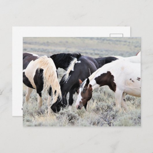 McCullough Peaks Wild Horses Briefkaart (Voorkant / Achterkant)