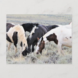 McCullough Peaks Wild Horses Briefkaart