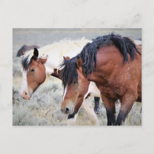 McCullough Peaks Wild Horses Briefkaart