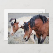McCullough Peaks Wild Horses Briefkaart (Voorkant / Achterkant)