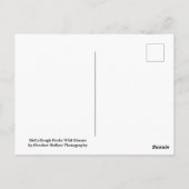 McCullough Peaks Wild Horses Briefkaart (Achterkant)