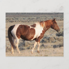 McCullough Peaks Wild Horses Briefkaart