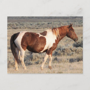 McCullough Peaks Wild Horses Briefkaart